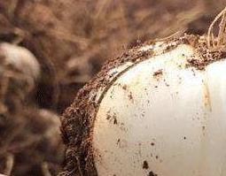 兰州百合的功效与作用 兰州百合食用方法