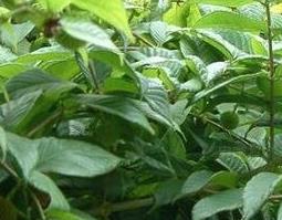 孕妇吃防风钩藤的作用及禁忌（孕妇能不能吃防风和钩藤）