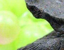 何首乌的功效与作用(何首乌的功效与作用图片)