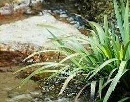 石菖蒲的功效与作用及食用方法 石菖蒲的功效与作用点用方法