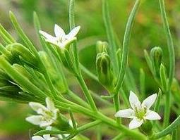 中药百蕊草的功效与作用（百蕊草的药理作用与功效?）