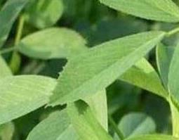 木蓄草的功效与作用(木蓄草的功效与作用图片)