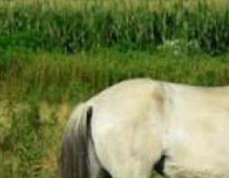 白马阴茎的功效与作用（白马勃功效）