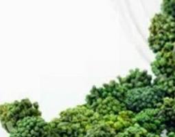 田七花的功效与作用（田七花的功效与作用禁忌）