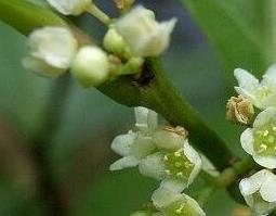 美登木的功效与禁忌（美登木泡水喝可以吗）