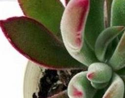 锦晃星的作用和药用价值 锦晃星有几个品种