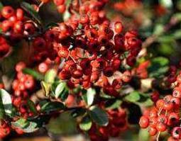 五味子的功效与作用与药用价值 五味子的功效与作用与药用价值