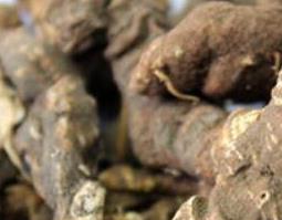 重楼的功效与作用 重楼的功效与作用价格