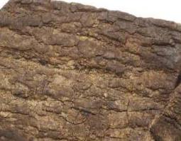 杜仲的功效与作用（杜仲的功效与作用与主治）