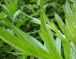 艾草蒸脸的作用与功效(艾草蒸脸的作用与功效及禁忌)