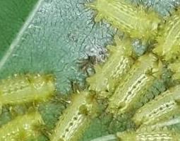 八角虫的功效与作用 八角虫的功效与作用图片