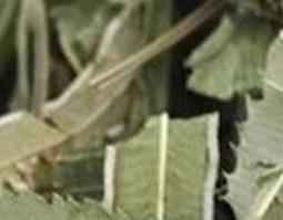 金鸡尾的功效与作用 金鸡尾的功效与作用及禁忌