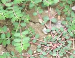 千根草的功效与作用及药用价值（千根草的功效与作用及药用价值及禁忌）