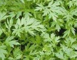 艾草黄酒汤的作用（艾草加黄酒功效与作用）