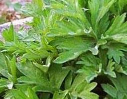 艾叶泡脚有什么好处（艾叶泡脚有什么好处 艾叶的功效与作用）