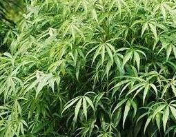 梁王茶的功效与作用 梁王茶有哪些药用价值