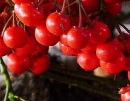 朱砂根的功效与作用 朱砂根怎么养