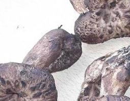 虎掌菌的营养价值与功效 虎掌菌的营养价值与功效与作用