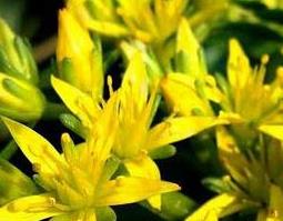 景天三七的营养价值与功效（景天三七的功效与作用及禁忌用量）