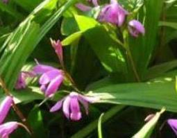 白芨的功效与作用及药用价值（白芨的功效和作用）