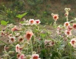 地黄花泡水喝的功效与作用(地黄花泡水喝的功效与作用)