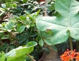 佛杜树的功效与作用 佛杜树的功效与作用