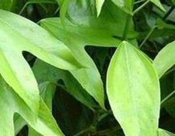 枫荷梨的功效与作用（枫荷梨的功效与作用和图片）