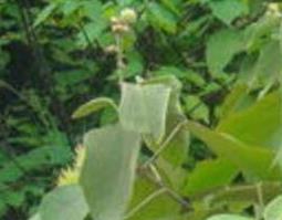 白背叶根的功效与作用 白背叶根的功效与作用糖尿病可以服用吗