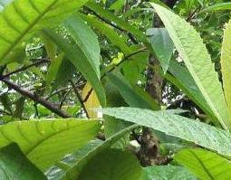 中药横经席的功效与作用 中药横经席的神奇药效