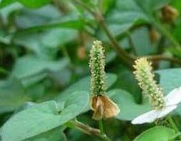 百仙草的功效与作用（百仙草的功效与作用）