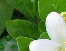九里香的功效与作用 中药九里香的功效与作用