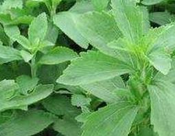 甜叶菊的功效与作用（甜叶菊的功效与作用及禁忌）