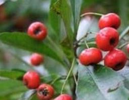 怎样栽培水茶子 水茶子的种植方法