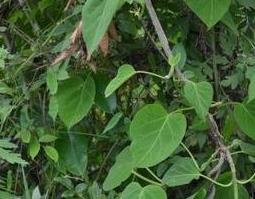 云南苦藤的功效与作用（中药苦藤的功效）