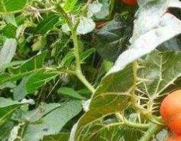 丁茄的功效与作用 丁茄的功效与作用图片