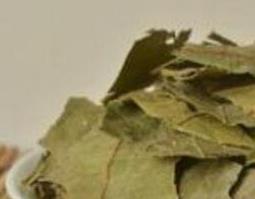 布渣叶的功效与作用及食用方法 布渣叶的功效与作用及食用方法及禁忌