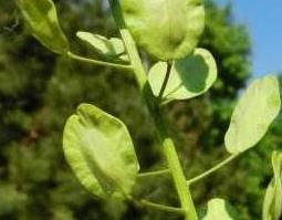 菥蓂的功效与作用（菥蓂的功效与作用图片）