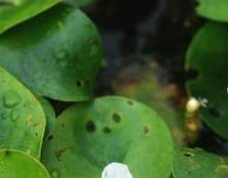 水鳖草怎么养殖 水鳖草怎么养殖的