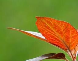 梅叶的功效与作用（水红梅叶的功效与作用）