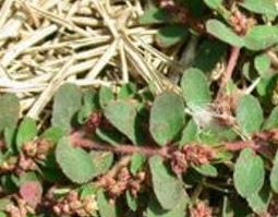 千根草与地锦草的区别 千根草与地锦草的区别图片