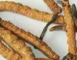 冬虫夏草如何食用（冬虫夏草用法）