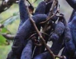 猫屎瓜的功效与作用及药用价值（猫屎瓜好吃吗）