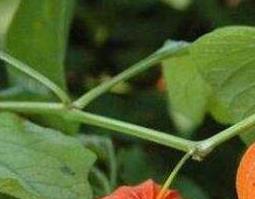 红姑娘的功效与作用及食用方法（红姑娘的功效与作用及食用方法大全）