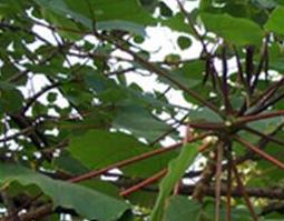 中药桐皮的功效与作用 中药桐皮的功效与作用及禁忌