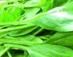中药水菠菜的功效与作用（中药水菠菜的功效与作用禁忌）