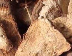 白蔹的功效与作用（白蔹的功效与作用图片）