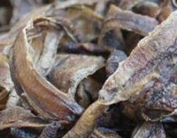 蚯蚓的药用功效与作用 蚯蚓的药用功效与作用是什么