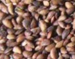 柏树的种子有什么用（柏树的种子是什么）