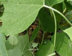 中药白背叶的功效与作用 中药白背叶的功效与作用图片