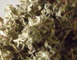 茵陈的功效与作用（茵陈的功效与作用图片）